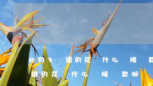 8月3號借的花唄什么時候還款-8月3號借的花唄什么時候還款啊