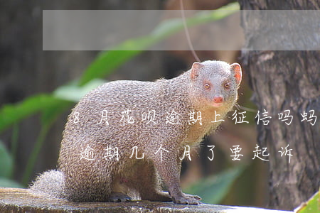 8月花呗逾期上征信吗(蚂蚁花呗上征信吗呗逾期几个月了要起诉)