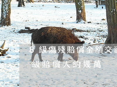 8級傷殘賠償金額交通事故(交通事故傷殘8級賠償大約幾萬)