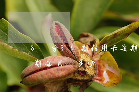 8萬分36期信用卡逾期(信用卡8萬分36期每月還多少)