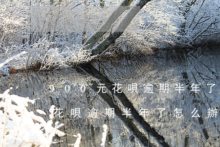 900元花唄逾期半年了怎么辦-900元花唄逾期半年了怎么辦呢