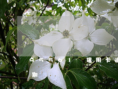 95561說信用卡逾期(95595說我逾期)