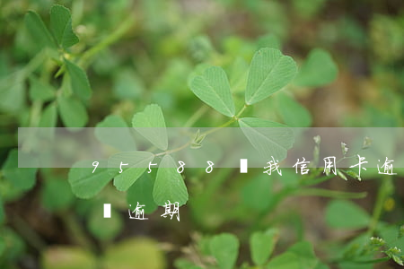 95588說我信用卡逾期(95588打電話逾期)