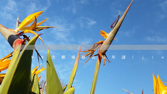 99次離婚顧北誓年謹(jǐn)