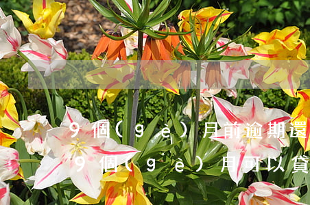 9個(gè)月前逾期還能辦信用卡嗎(逾期9個(gè)月可以貸款嗎)