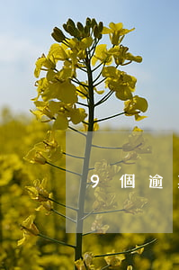 9個逾期記錄(逾期記錄十個)