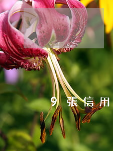 9張信用卡欠100萬(欠信用卡一百萬)