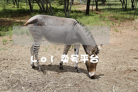 Lol卖号平台