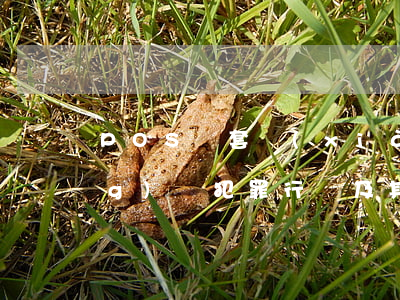 POS機套現(xiàn)非法經(jīng)營犯罪行為及其偵查方法