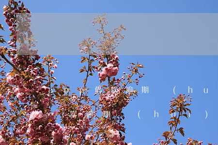 app借款逾期會(huì)怎么樣(app貸款逾期會(huì)怎么樣)