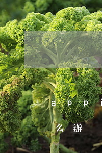 app還款失敗造成逾期(app不能還款怎么辦)