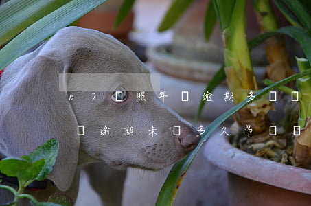 b2駕照年審逾期多長時間才吊銷（b2駕駛證逾期未審多久吊銷駕駛證）