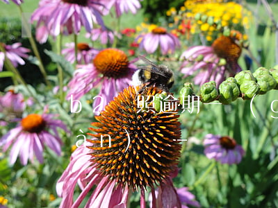 b2駕照逾期一個(gè)月可以審驗(yàn)嗎-