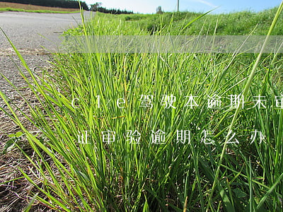 c1e驾驶本逾期未审验怎么处理 C1驾驶证审验逾期怎么办