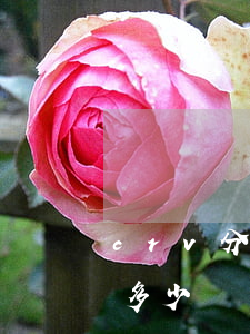 crv分期兩年免息(crv兩年免息首付要多少)