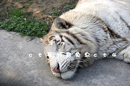 ct4分期免息(ct4購(gòu)車方案)