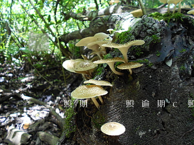 c照期滿換照逾期 c照期滿換照逾期怎么辦