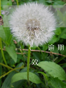 c證逾期未審驗(c駕駛證到期未驗審多久失效)