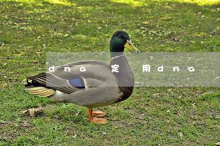 dna鑒定費用(dna鑒定費用一般是多少)