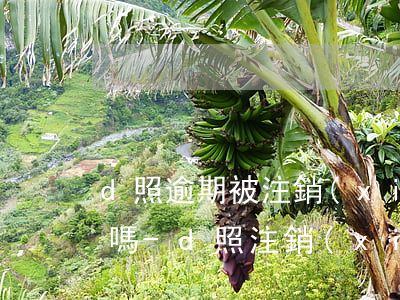 d照逾期被注銷(xiāo)后可以考c照嗎-d照注銷(xiāo)了影響考c1照嗎