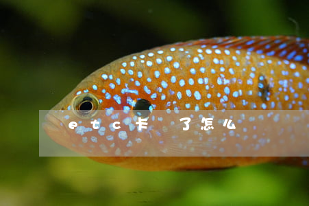 etc卡丟了怎么補辦