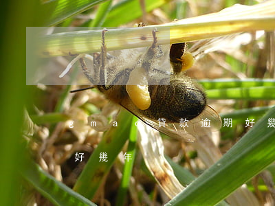 gmac貸款逾期好幾年(gmac貸款逾期好幾年)