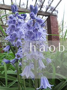 haob离婚了