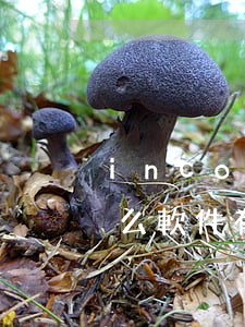 incopy是什么軟件(incopy是什么軟件有什么用)