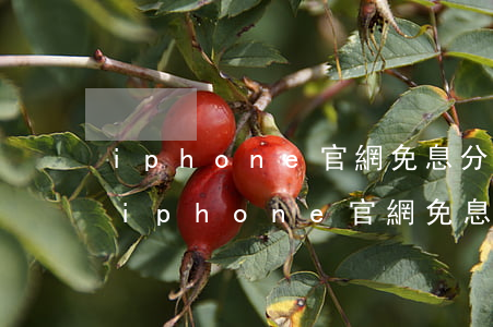 iphone官網免息分期需要信用卡嗎-iphone官網免息分期需要信用卡嗎