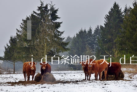 jd白条逾期2天(jd白条多久上征信)