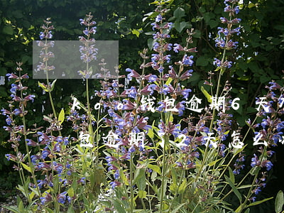 koo钱包逾期6天有什么影响-koo钱包逾期了2天怎么办