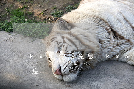 kx5分期免息-kx5優(yōu)惠幅度