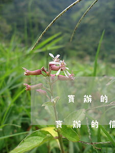 k寶辦的信用卡逾期未領(lǐng)卡 k寶辦的信用卡逾期未領(lǐng)卡