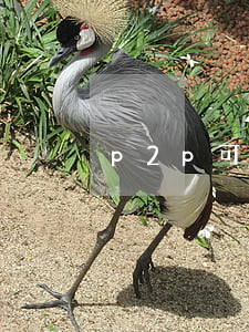 p2p可以起诉法院吗(p2p诉讼)