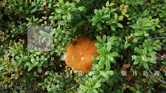 p2p網(wǎng)貸逾期3個月(網(wǎng)貸逾期3個月后再還款)