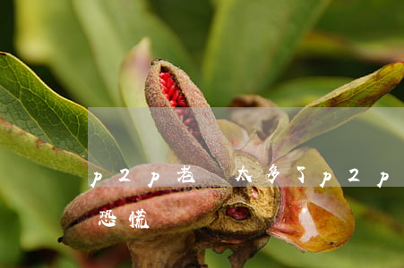 p2p老賴太多了（p2p逾期惡化老賴制造恐慌）