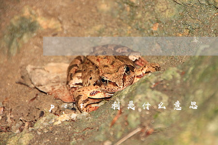 pct專利是什么意思
