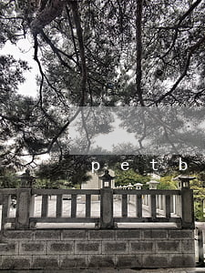 petboy崔欣离婚