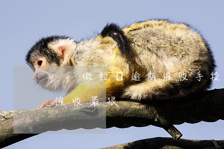 qq微粒貸逾期催收手段(微粒貸逾期三個月催收最狠)
