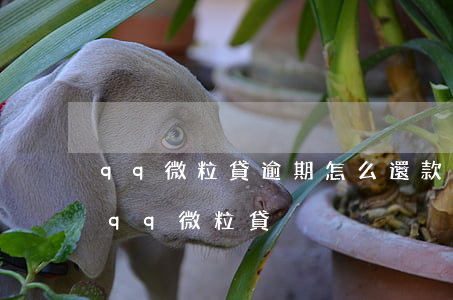 qq微粒貸逾期怎么還款(關(guān)閉qq微粒貸)
