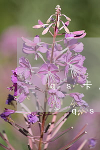 qs卡片逾期了請(qǐng)律師有用嗎-qs卡片逾期了請(qǐng)律師有用嗎多少錢(qián)