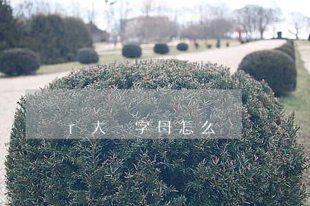 r大寫字母怎么寫