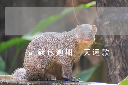 u錢包逾期一天還款
