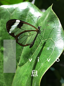 vivo分期免息坑人(vivo官网分期免息)