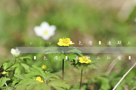 vivo錢包借錢逾期上征信嗎-vivo錢包借錢逾期上征信嗎有影響嗎