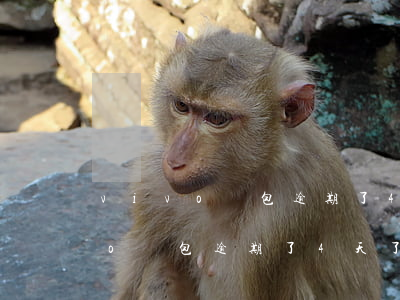 vivo錢包逾期了4天了怎么辦-vivo錢包逾期了4天了怎么辦啊