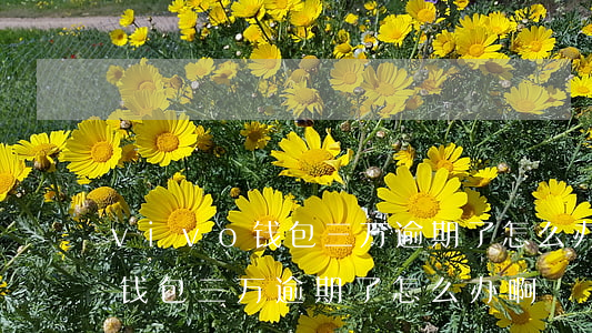 vivo钱包三万逾期了怎么办-vivo钱包三万逾期了怎么办啊