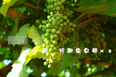 xs天貓分期免息券（xs天貓分期免息券）
