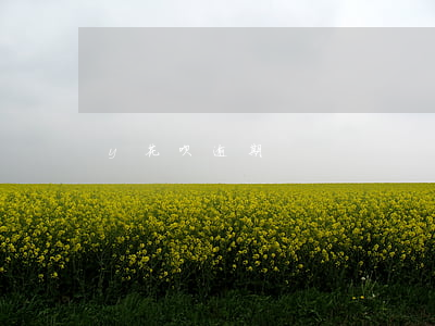 y花呗逾期