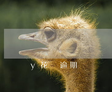 y花唄逾期